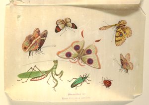 Schmetterlinge und andere Insekten von Unknown artist