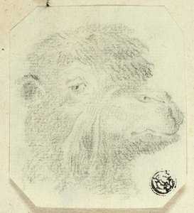 Kamelkopf nach rechts blickend von Unknown artist