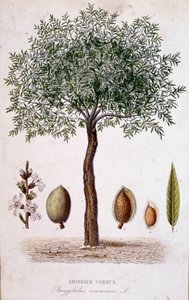 Gemeiner Mandelbaum - botanische Tafel