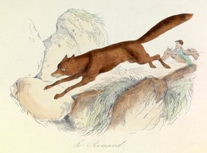 "Gesammelte Werke von Buffon" mit Linnéscher Nomenklatur und Cuviers Klassifikation: Die Tiere: Der Fuchs (Gravur)