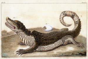 Krokodil von Surinam (Kaiman) - in „Was bei Tieren und Mineralien am interessantesten und kuriosesten ist, um als Intelligenz für die allgemeine Geschichte der drei Reiche der Natur zu dienen“ von Buchoz, spätes 18. Jh.