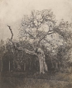 Krummbaum mit spärlichen Blättern von Unknown artist