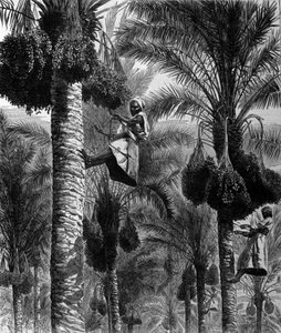 Dattelernten in Ceylon (heutiges Sri Lanka). Gravur aus dem 19. Jahrhundert