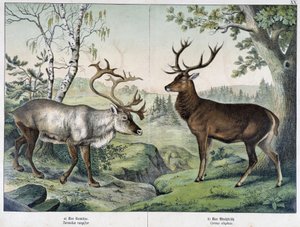 Hirsche - in „Natural History of Mammals“, ed. Schreiber von Unknown artist