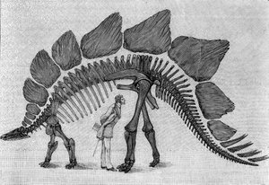 Dinosaurierskelett: „Stegosaurus ungulatus“, Oberjura der Rocky Mountains. Reproduktion der Zeichnung, die von Herrn March an Albert Gaudry vom Institut übermittelt wurde.