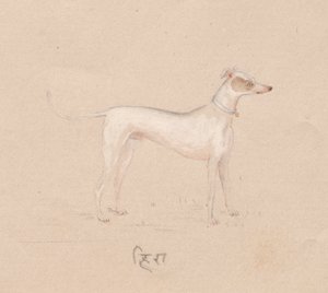 Hund von Unknown artist