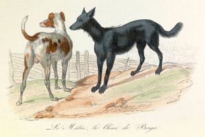 Hund und Matin, zwei Tiere klassifiziert von Linné und Cuvier (Gravur)
