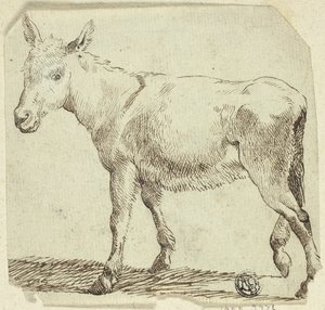 Esel von Unknown artist