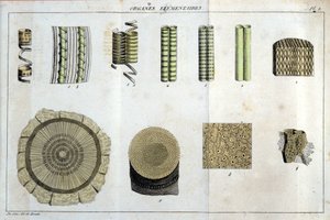 Elementarorgane: in „Flora Francoise, oder eine kurze Beschreibung aller Pflanzen, die natürlich in Frankreich wachsen, geordnet nach einer neuen Analysemethode, an die wir die Angabe ihrer weniger zweideutigen Tugenden in der Medizin und ihrer Nützlichkei