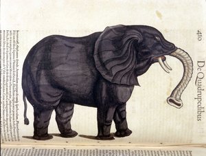 Elefant aus der Historia Animalium von Conrad Gesner, Tiguri 1560. Biblioteca nazionale Braidense, Mailand von Unknown artist