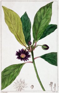 Florida Badiane - botanische Tafel