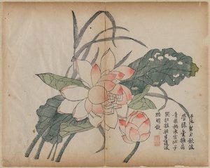 Blühender Lotus und Knospe
