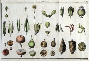 Früchte: in „Flora Françoise, oder eine kurze Beschreibung aller Pflanzen, die natürlich in Frankreich wachsen, nach einer neuen Analysemethode geordnet, der wir die Angabe ihrer eindeutigsten Tugenden in der Medizin und ihrer Nützlichkeit in der Kunst bei von Unknown artist