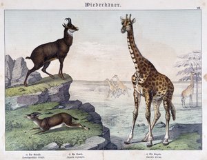 Giraffe, Gämse und Gazelle - in "Naturgeschichte der Säugetiere", ed. Schreiber von Unknown artist