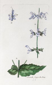 Großer Waldsalbei von Unknown artist
