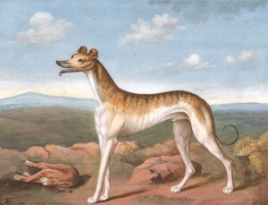 Windhund: Nach links gewandt, mit einem toten Hasen zu seinen Füßen von Unknown artist