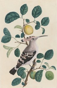 Wiedehopf auf einem Zitrusbaumzweig von Unknown artist