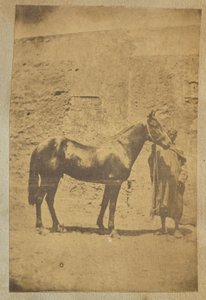 Pferd