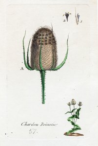 Hosier-Distel von Unknown artist