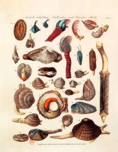 Illustrierte Seite, die verschiedene Arten von Bivalven und Multivalven darstellt, aus dem Werk „The Genera Vermium“