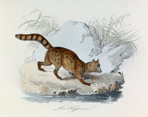 Illustration aus dem Buch "Gesammelte Werke von Buffon": Die Vierfüßler: Die Fossane (Gravur) von Unknown artist