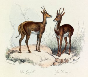 Illustration aus dem Buch "Gesammelte Werke von Buffon": Die Vierfüßler: Die Gazelle und die Corine (Gravur) von Unknown artist