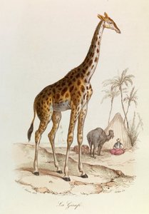 Illustration aus dem Buch "Gesammelte Werke von Buffon": Die Vierfüßler: Die Giraffe (Gravur) von Unknown artist