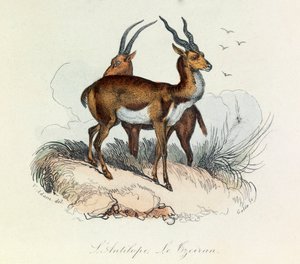 Illustration aus dem Buch "Gesammelte Werke von Buffon": Les Quadrupedes: L