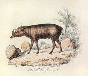 Illustration aus dem Buch "Gesammelte Werke von Buffon": Die Vierfüßler: Der männliche Babirussa (Gravur) von Unknown artist