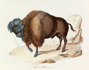 Illustration aus dem Buch "Gesammelte Werke von Buffon": Die Vierfüßler: Der Bison (Gravur) von Unknown artist