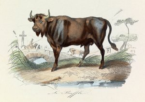 Illustration aus dem Buch "Gesammelte Werke von Buffon": Les Quadrupedes: Le buffalo (Gravur) von Unknown artist