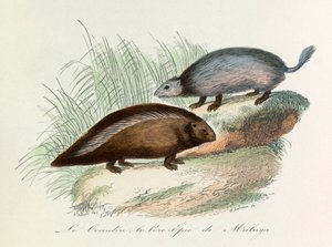 Illustration aus dem Buch "Gesammelte Werke von Buffon": Die Vierfüßler: Der Coendou und das Stachelschwein von Malaga