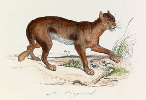 Illustration aus dem Buch "Gesamtausgabe von Buffon": Die Vierfüßler: Der Puma (Gravur) von Unknown artist