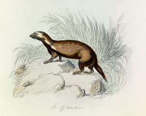 Illustration aus dem Buch "Gesammelte Werke von Buffon": Die Vierfüßler: Der Vielfraß (Gravur) von Unknown artist