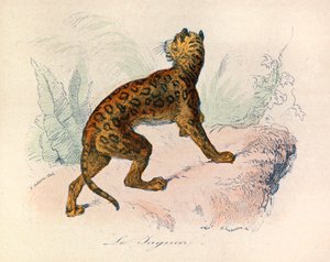 Illustration aus dem Buch "Gesammelte Werke von Buffon": Die Vierfüßler: Der Jaguar (Gravur) von Unknown artist