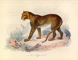 Illustration aus dem Buch "Gesammelte Werke von Buffon": Die Vierfüßler: Der Leopard (Gravur) von Unknown artist