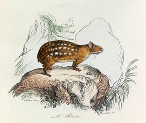 Illustration aus dem Buch "Gesammelte Werke von Buffon": Die Vierfüßler: Der Paca von Unknown artist