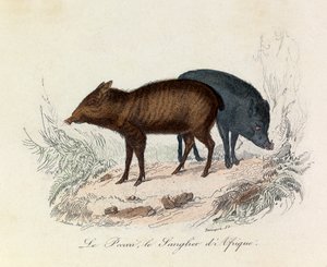Illustration aus dem Buch "Gesammelte Werke von Buffon": Die Vierfüßler: Der Pekari und das Afrikanische Wildschwein
