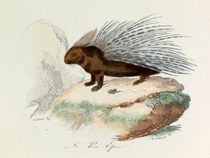 Illustration aus dem Buch "Gesammelte Werke von Buffon": Les Quadrupedes: Das Stachelschwein (Gravur) von Unknown artist