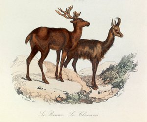 Illustration aus dem Buch "Gesammelte Werke von Buffon": Die Vierfüßler: Das Rentier und die Gämse (Gravur) von Unknown artist