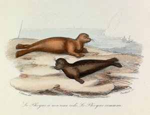 Illustration aus dem Buch "Gesammelte Werke von Buffon": Die Vierfüßler: Die Robbe mit Schnauzenfalte und die Robbe (Gravur)