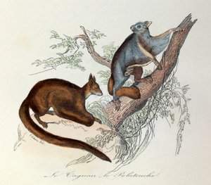 Illustration aus dem Buch "Gesammelte Werke von Buffon": Die Vierfüßler: Der Taguan und der Polatouche