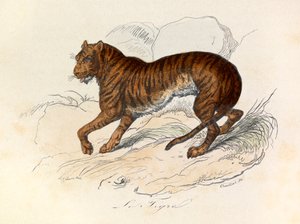 Illustration aus dem Buch "Gesammelte Werke von Buffon": Die Vierfüßler: Der Tiger von Unknown artist