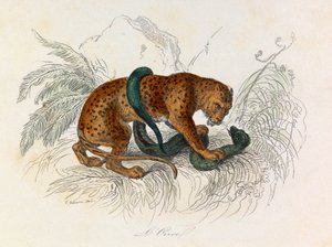 Illustration aus dem Buch "Gesammelte Werke von Buffon": Die Vierfüßler: Der Ozelot (Gravur) von Unknown artist