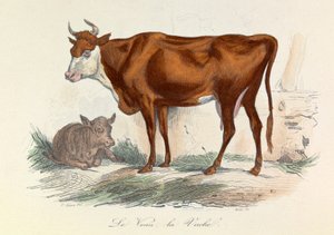 Illustration aus dem Buch "Gesammelte Werke von Buffon": Die Tiere: Die Kutsche und ihr Kalb (Gravur)