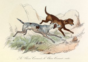 Illustration aus dem Buch "Gesammelte Werke von Buffon": Die Tiere: Der Laufhund und der Mischlingslaufhund