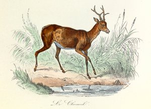 Illustration aus dem Buch "Gesammelte Werke von Buffon": Die Tiere: Der Hirsch (Gravur) von Unknown artist