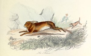 Illustration aus dem Buch "Gesammelte Werke von Buffon": Die Tiere: Der Hase von Unknown artist