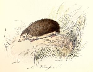 Illustration aus dem Buch "Gesammelte Werke von Buffon": Die Tiere: Der Igel (Gravur) von Unknown artist