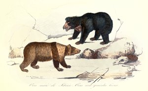 Illustration von Sibirischem Männchenbär und Bär mit großen Lippen, klassifiziert von Linné und Cuvier